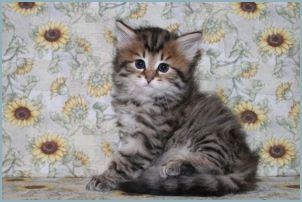 Female Siberian Kitten from Deedlebug Siberians